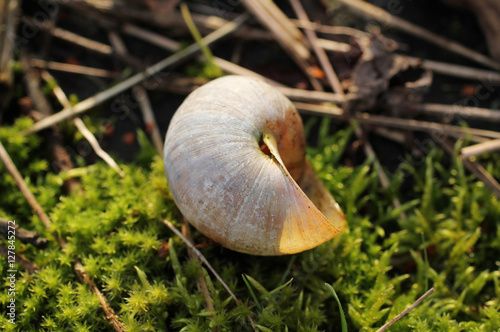 close photo of an empty shell of edible snail (Helix pomatia)