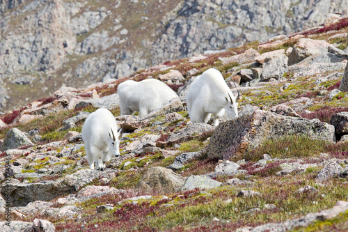 Mountain Goats on Mount Bierstadt in the Arapahoe National Fores