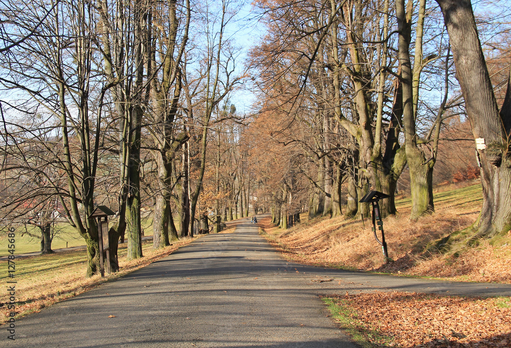 road in the avenue of trees on Hukvaldy, Czech Republic in autumn