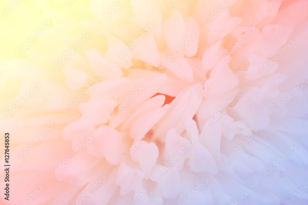 blur flower background with color filter