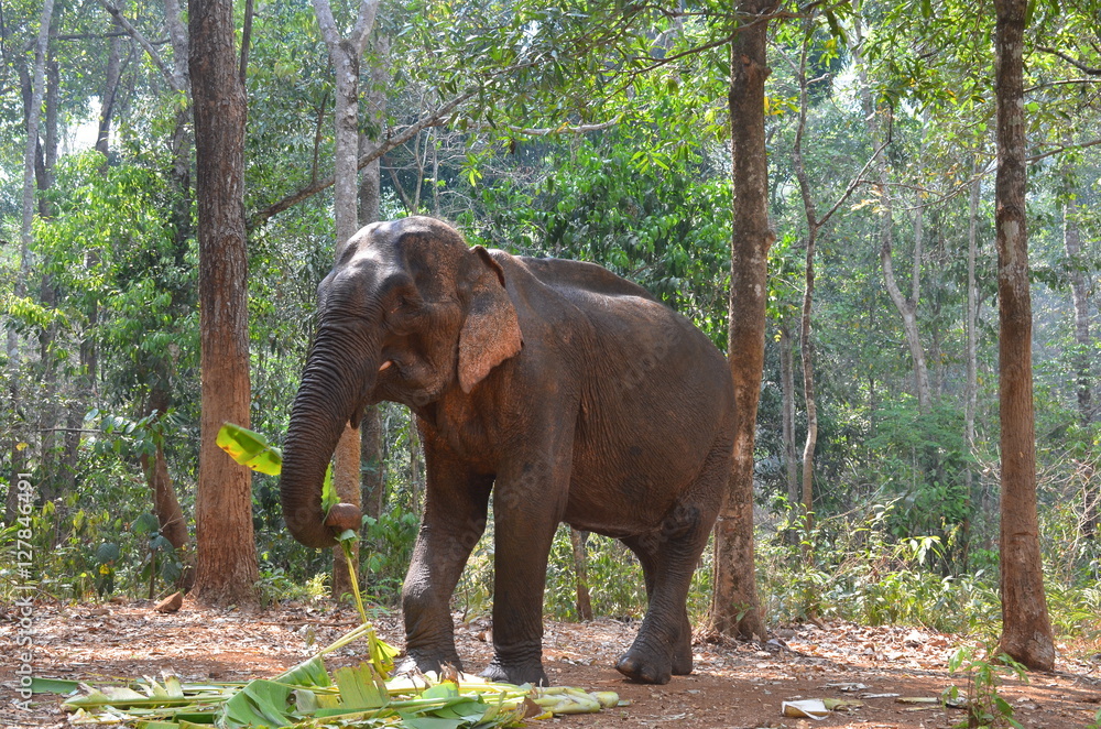 Fototapeta premium Asian Elephant Eating Banana Leaves in the Jungle, Cambodia
