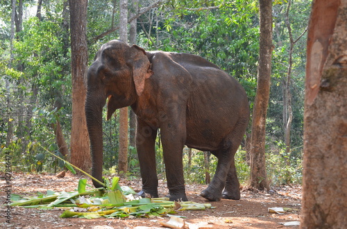 Asian Elephant Eating Banana Leaves in the Forest, Cambodia