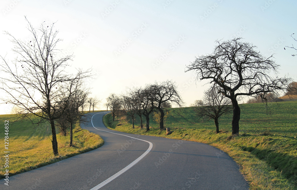 waving road leading between the two rows of bare apple and cherry trees in the autumn in the evening light