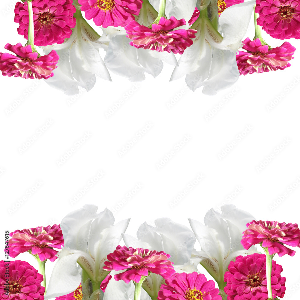 Beautiful floral background of white irises and pink tsiny Beautiful floral background of white irises and pink tsiny