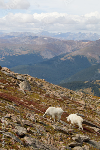 Mountain Goats on Mount Bierstadt in the Arapahoe National Fores