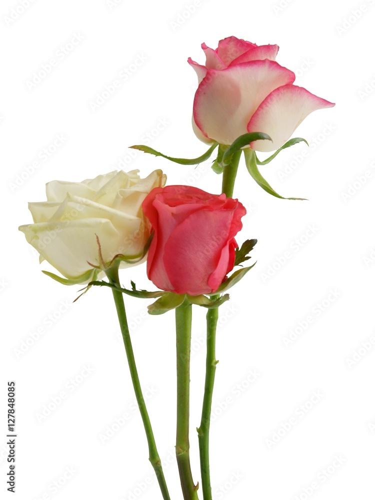 posy of multicolor roses close up isolated