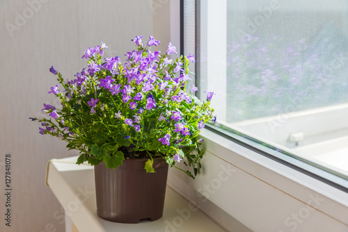 campanula in pot standing on windowsill