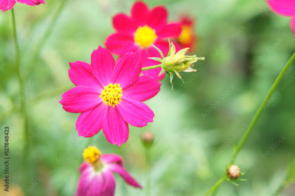 Pink flowers blossoming in spring time Pink flowers blossoming in spring time