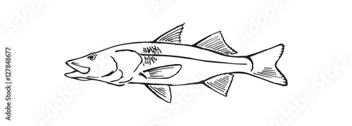 drawing fish