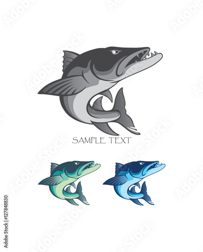 baracuda fish