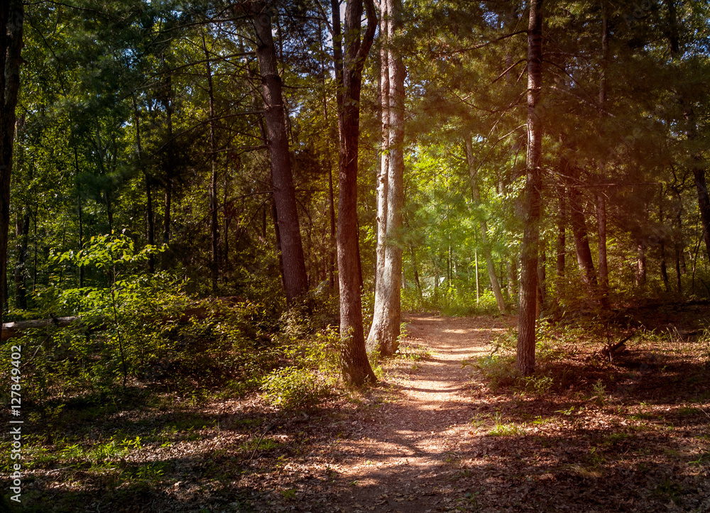 Idyllic path in the forrest