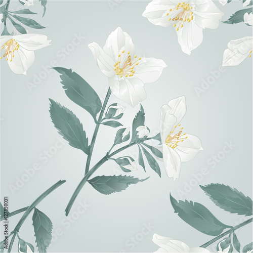 Seamless texture Twig jasmine flowers  with leaves  vector illustration