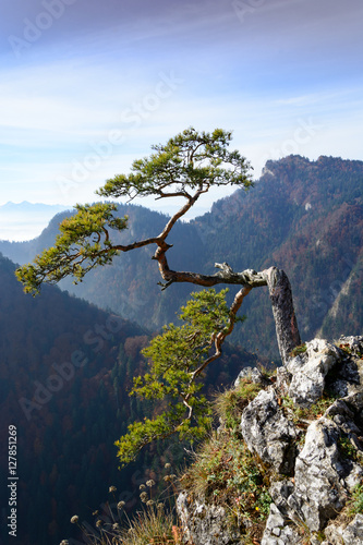 Old relic pine on Sokolica mountain