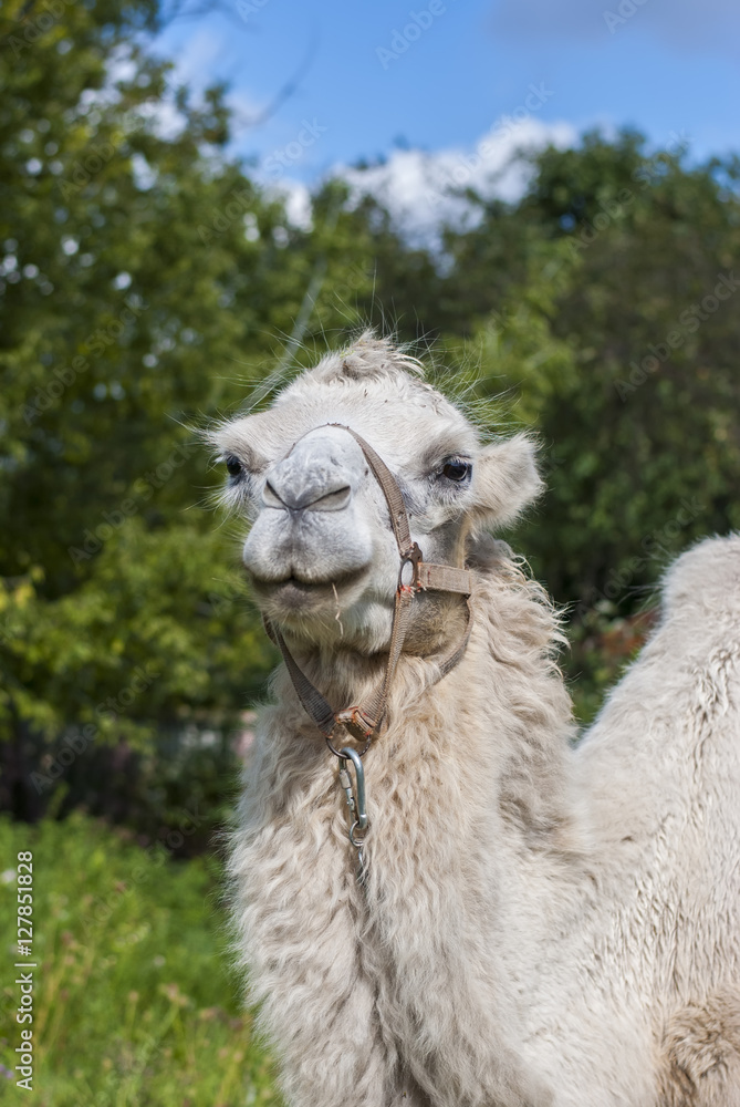 Fototapeta premium White camel on the green grass 