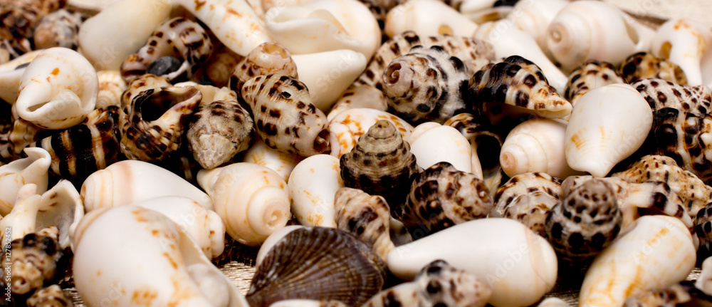 a pile of seashells a pile of seashells
