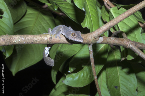 Fat-tail Gecko Uroplatus fimbriatus, Nosy Mangabe, Madagascar photo