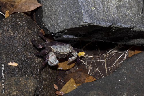 crab under a rock, Nosy Mangabe, Madagascar