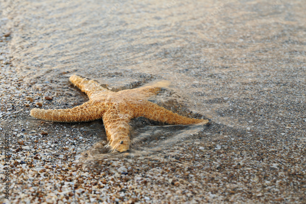 Starfish on a beach sand near water Starfish on a beach sand near water