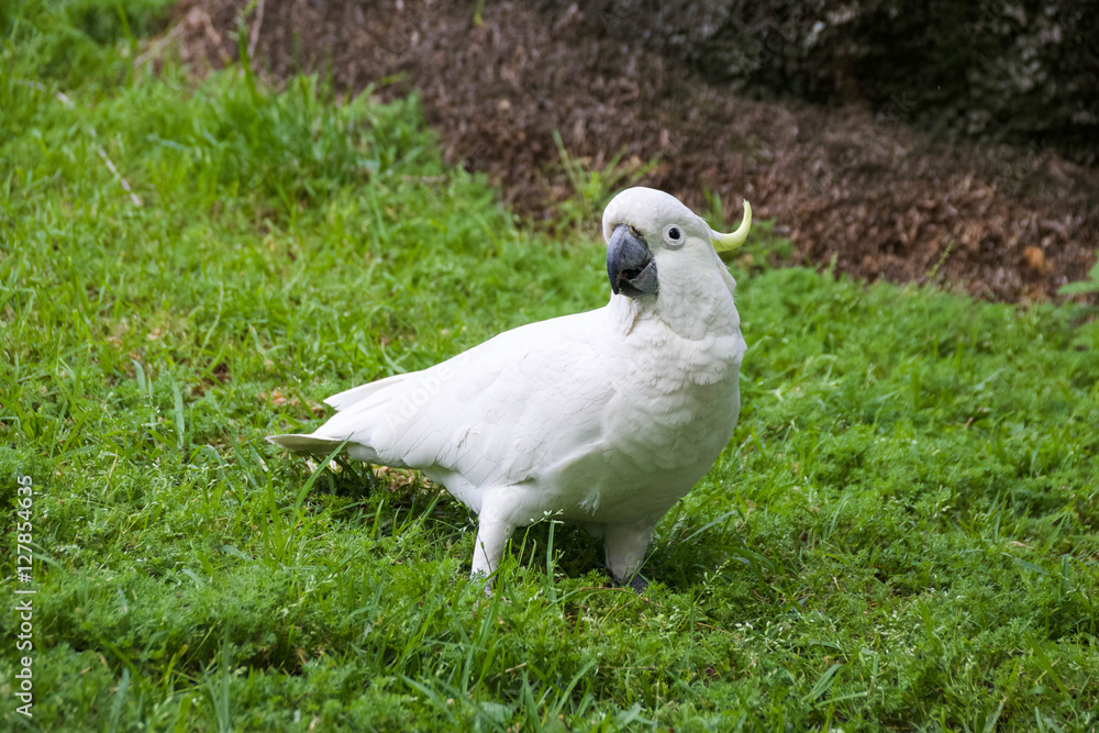 Wild Cockatoo on the Grass in Australia Wild Cockatoo on the Grass in Australia
