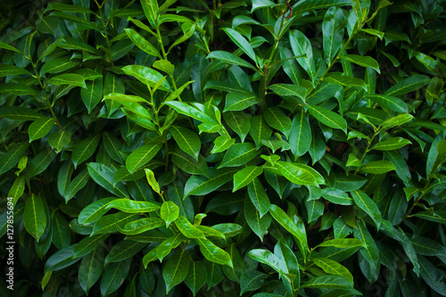 Background of the bush with fresh leaves