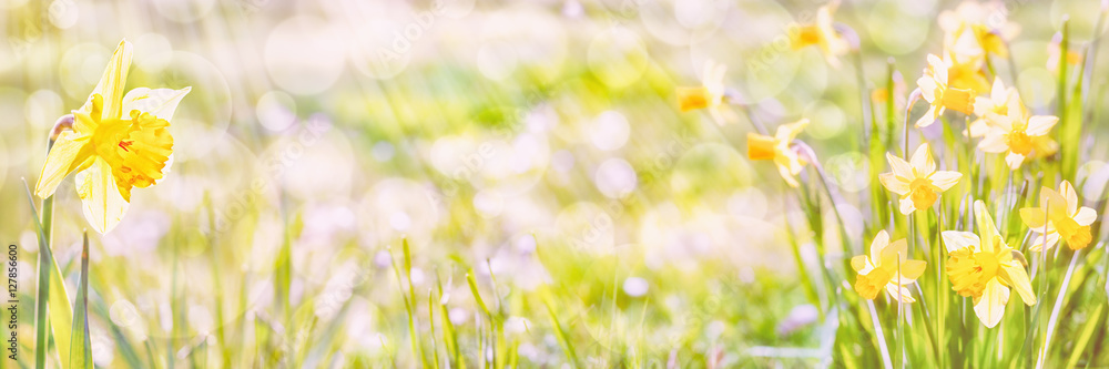 Naklejka premium Daffodils , Spring Panorama
