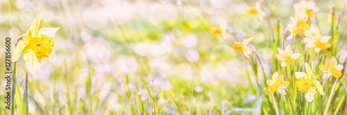 Daffodils , Spring Panorama photo