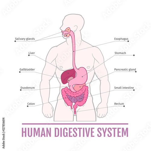 medical illustration of the human digestive system. scheme for textbooks. photo