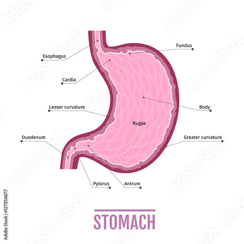 medical illustration of the human stomach. scheme for textbooks.