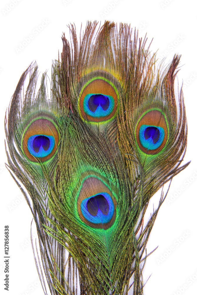 Naklejka premium peacock feathers isolated on white