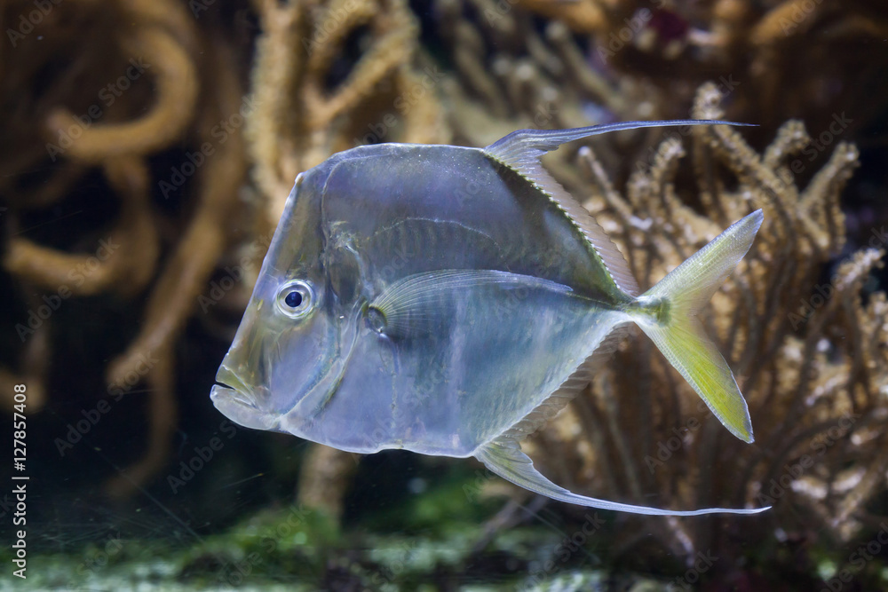 Obraz premium Lookdown (Selene vomer).