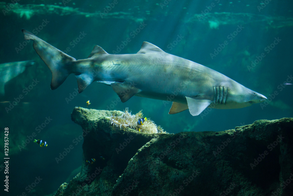 Fototapeta premium Sand tiger shark (Carcharias taurus)