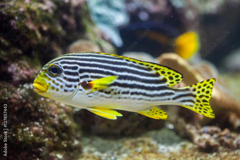 Yellow-banded sweetlips (Plectorhinchus lineatus). Yellow-banded sweetlips (Plectorhinchus lineatus).