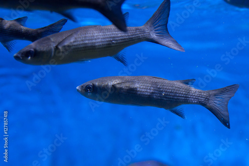 Thicklip grey mullet (Chelon labrosus) photo