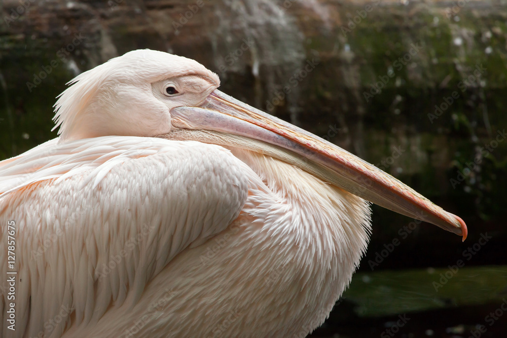 Great white pelican (Pelecanus onocrotalus). Great white pelican (Pelecanus onocrotalus).