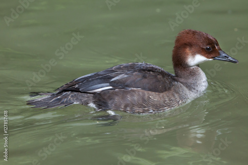 Smew (Mergellus albellus). photo