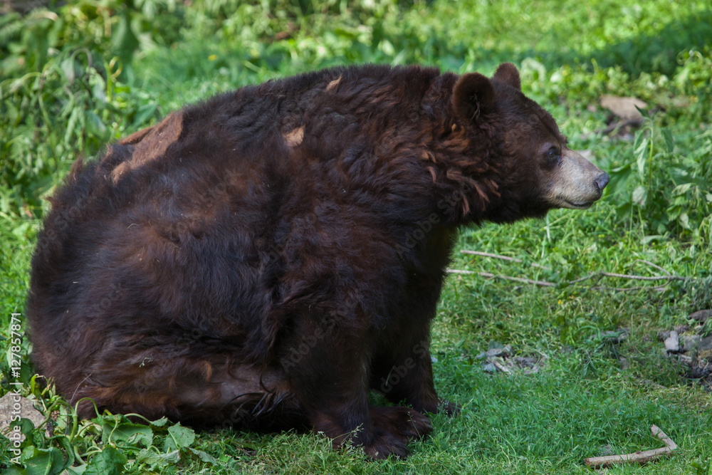 American black bear (Ursus americanus). American black bear (Ursus americanus).