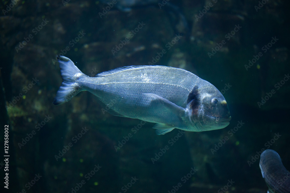 Fototapeta premium Common two-banded seabream (Diplodus vulgaris)