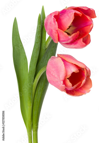 Fototapeta Naklejka Na Ścianę i Meble -  two pink tulip flowers isolated on white background