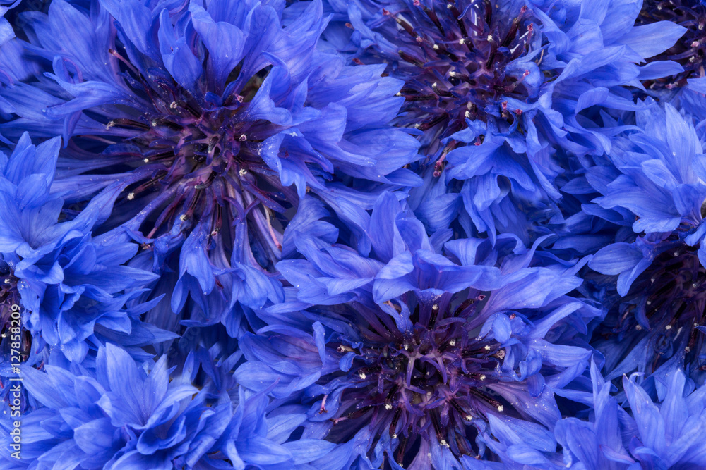 Blue Cornflower Herb or bachelor button flower heads background Blue Cornflower Herb or bachelor button flower heads background