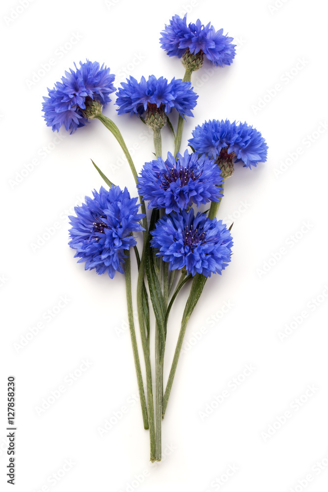 Blue Cornflower Herb or bachelor button flower bouquet isolated Blue Cornflower Herb or bachelor button flower bouquet isolated