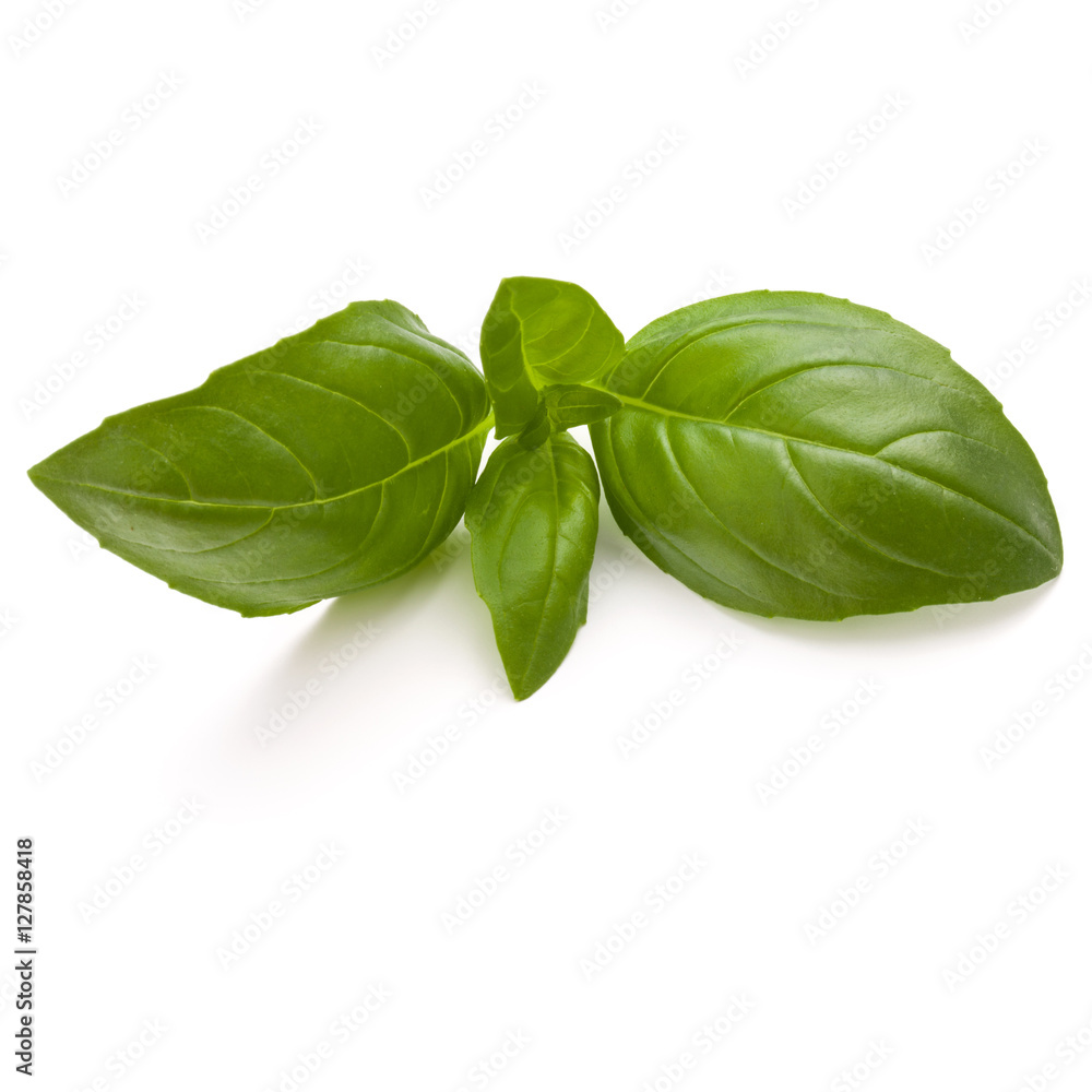 Sweet basil herb leaves isolated on white background closeup Sweet basil herb leaves isolated on white background closeup