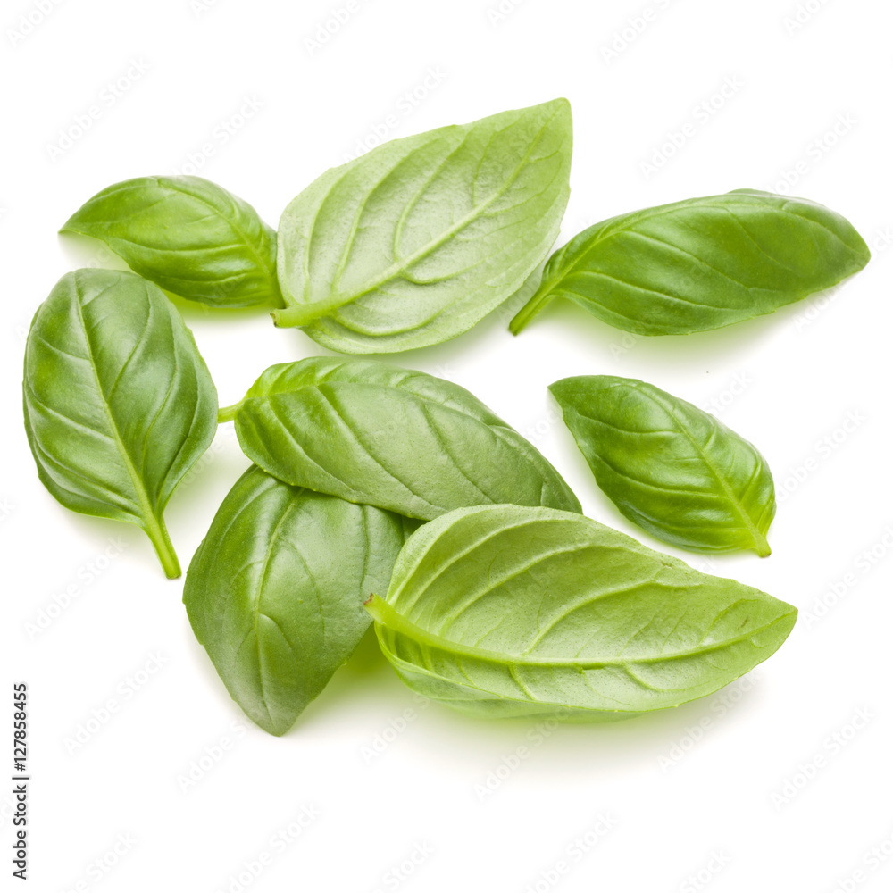 Sweet basil herb leaves handful isolated on white background clo Sweet basil herb leaves handful isolated on white background clo
