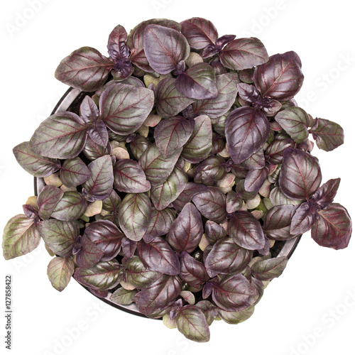 Sweet purple basil leaves in pot isolated on white background. H