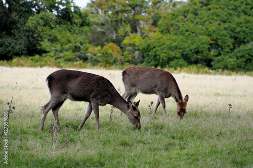 Two Sika Deer (Hinds) Grazing