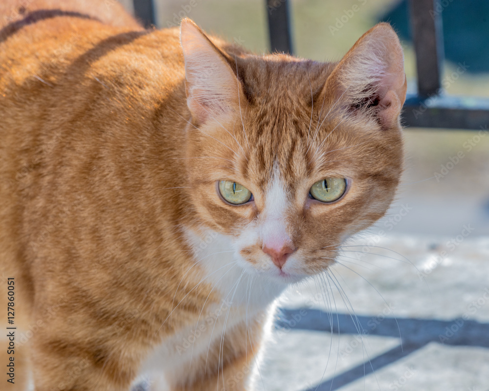 Fototapeta premium Green-eyed red cat