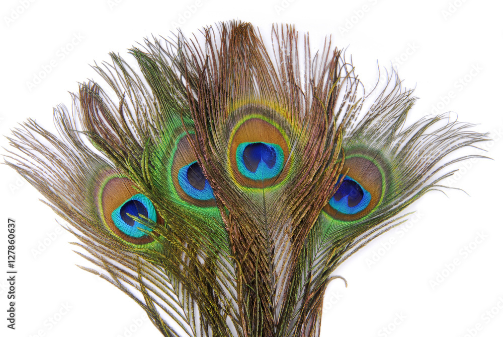 Obraz premium peacock feathers isolated on white