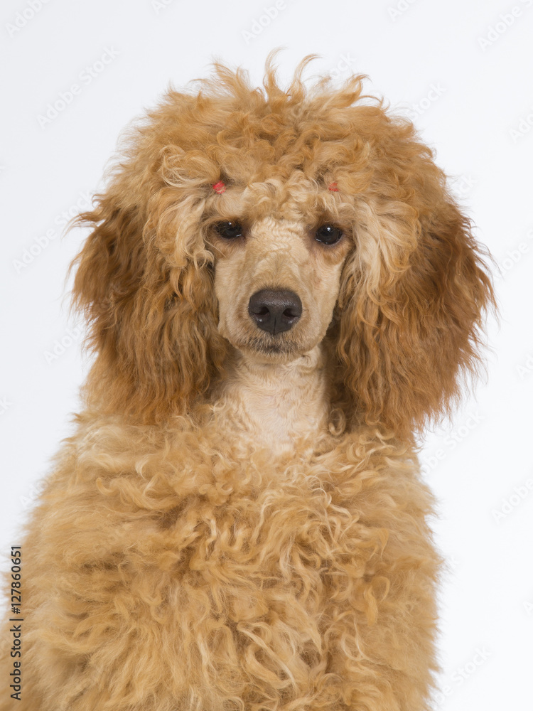 Poodle puppy portrait. Image taken in a studio.