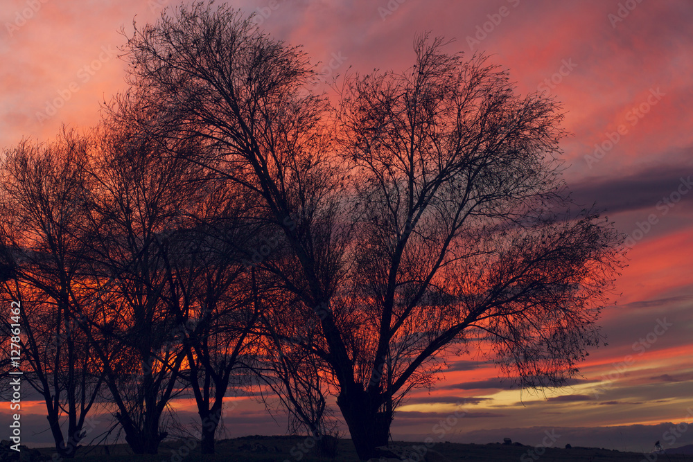 beautiful sunset and trees beautiful sunset and trees