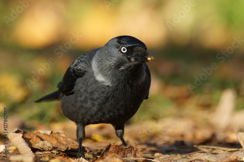 Kawka - Corvus monedula