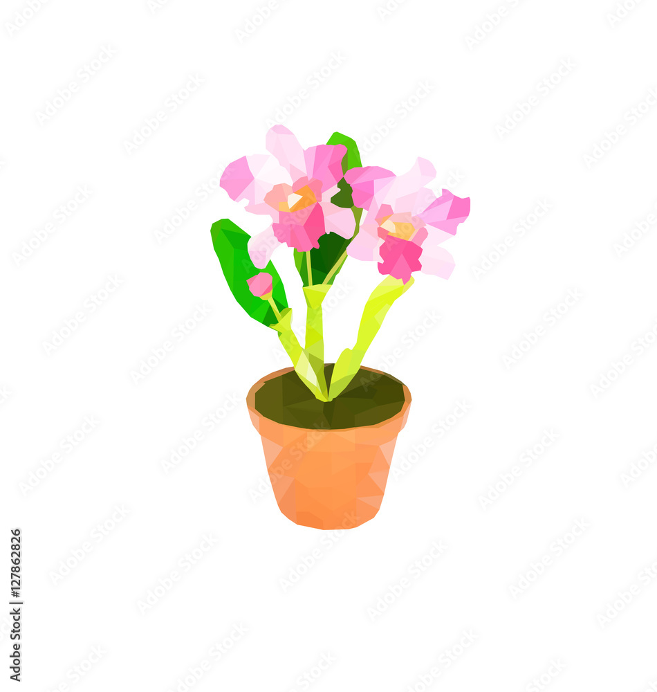 polygon flower orchid. polygon flower orchid.